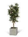 Olivo, planta artificial
