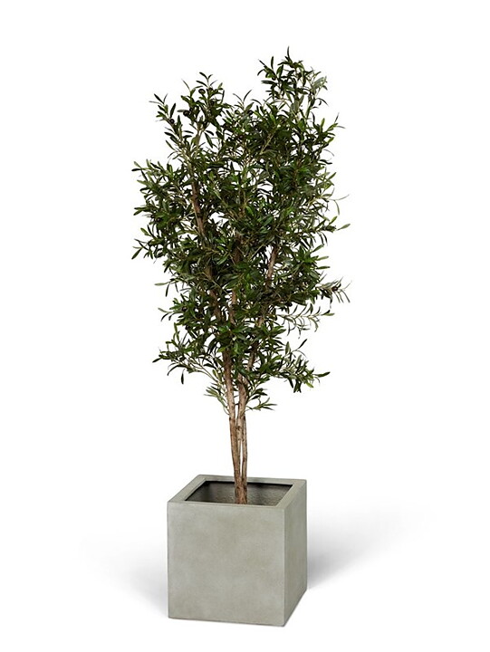 Olivo, planta artificial