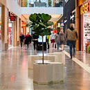 Ficus Lyrata, konstväxt
