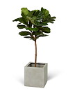 Ficus Lyrata, planta artificial