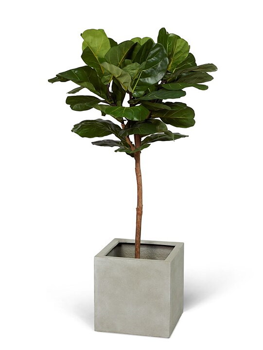 Ficus Lyrata, konstväxt