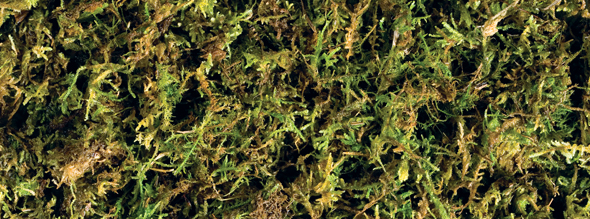 Forest moss  - 2
