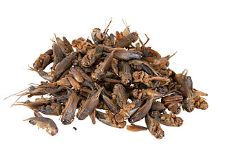 Torkade Syrsor 250ml/25g