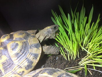 Kattgräsmix