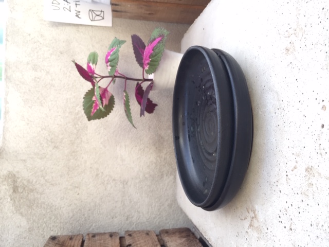 WAVE deep plate