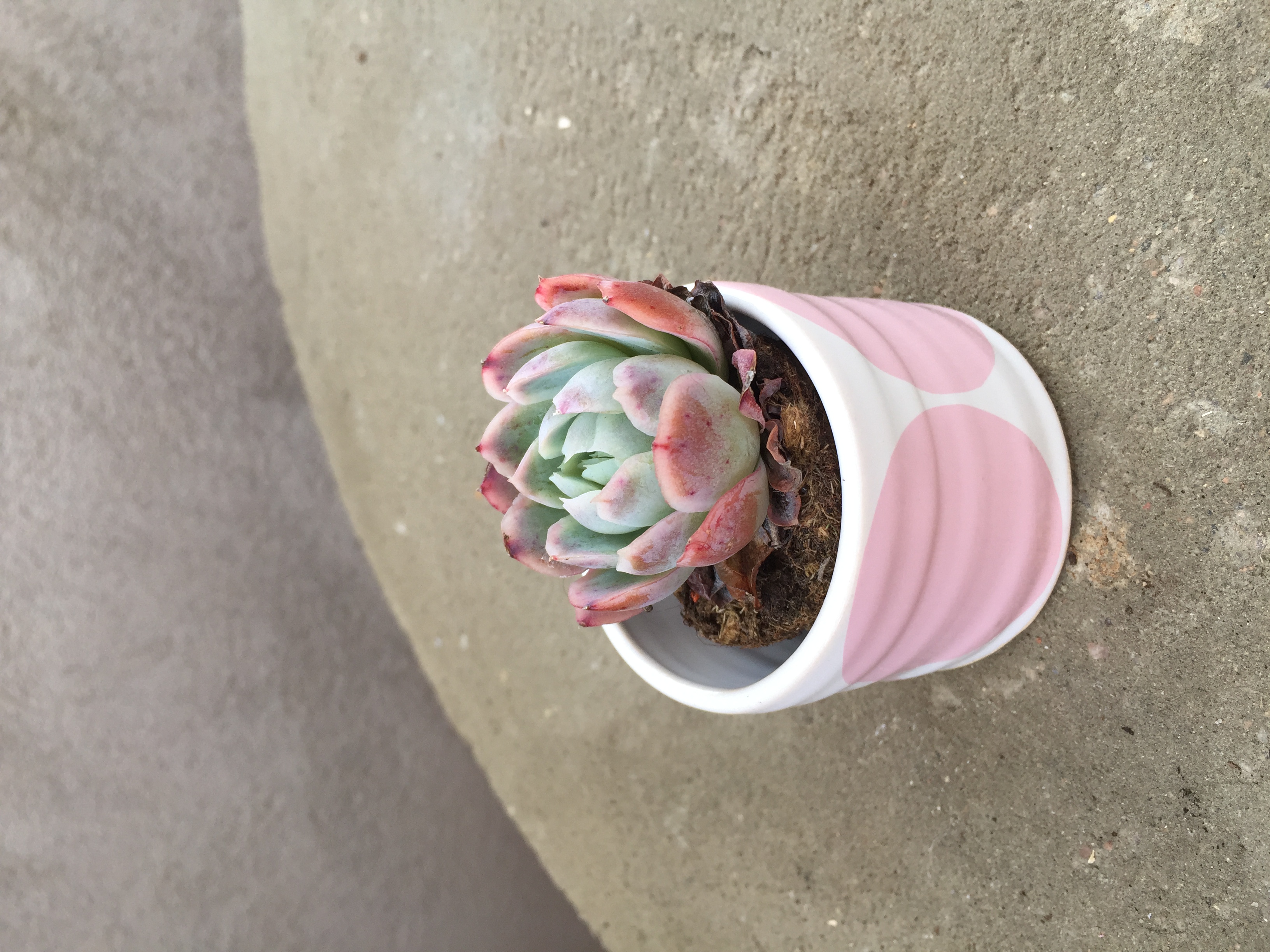 BOWL  pink w rounds - 4