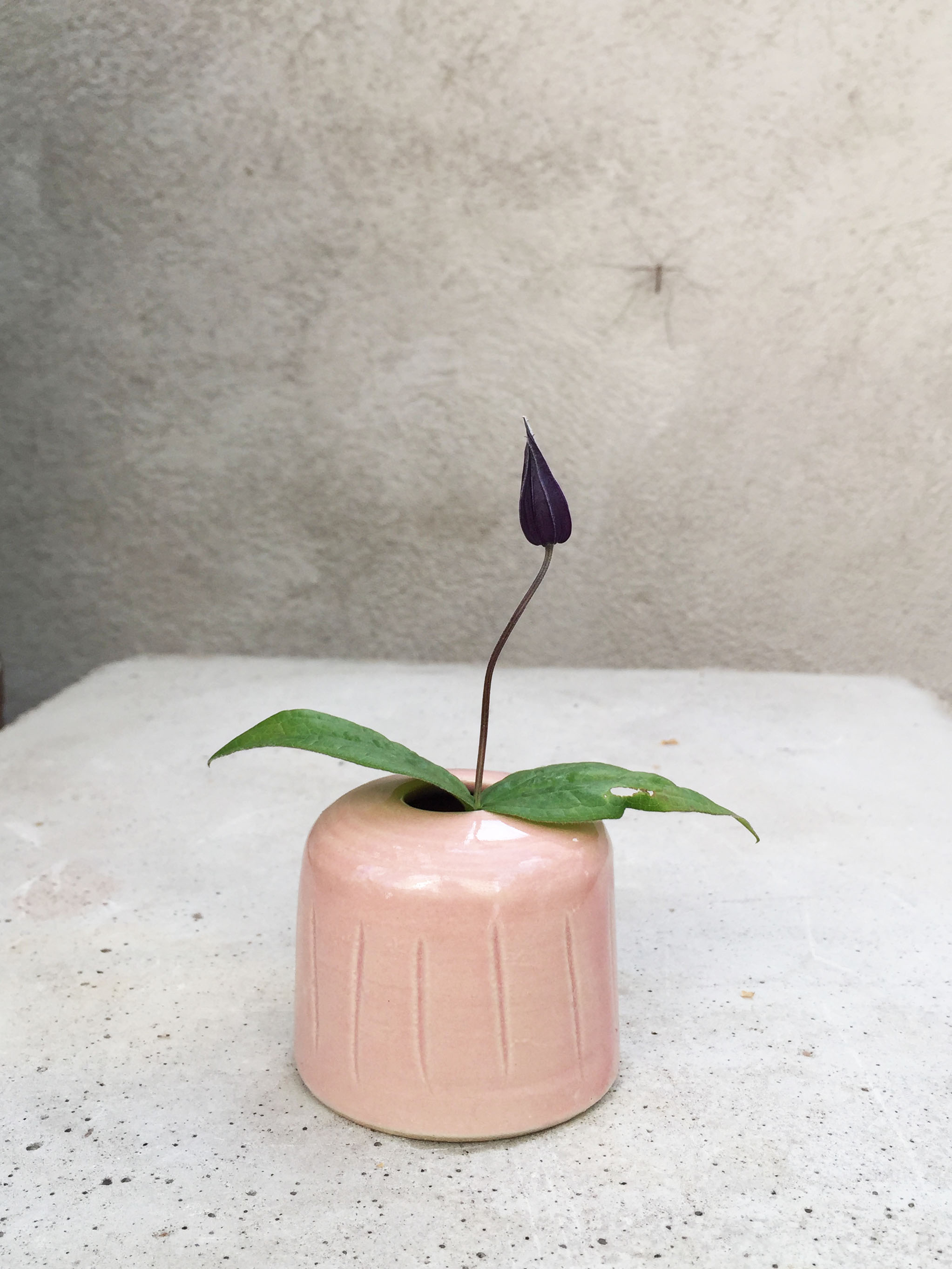 RITVA/ rose