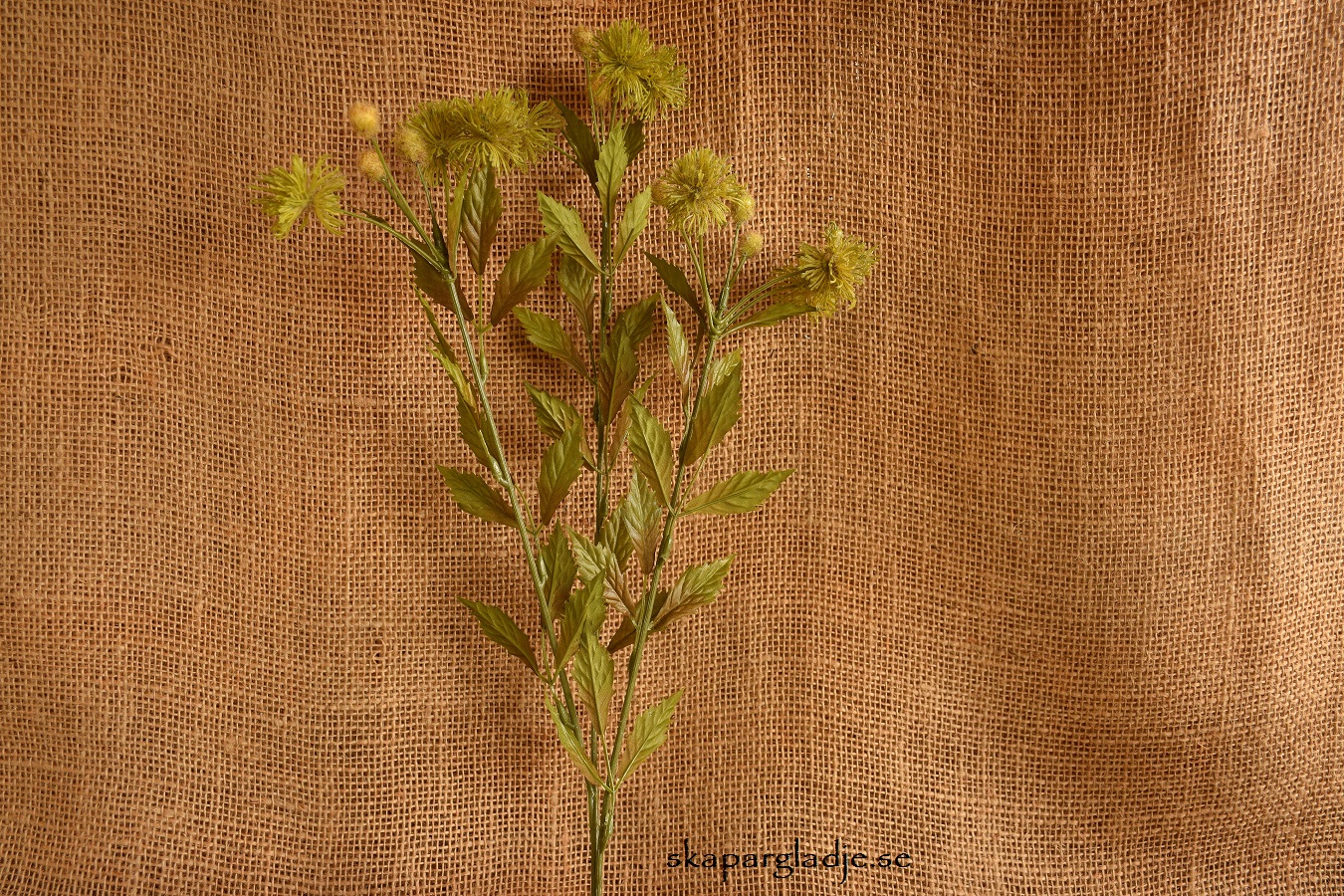 Blomkvist "Tistel" Konstväxt