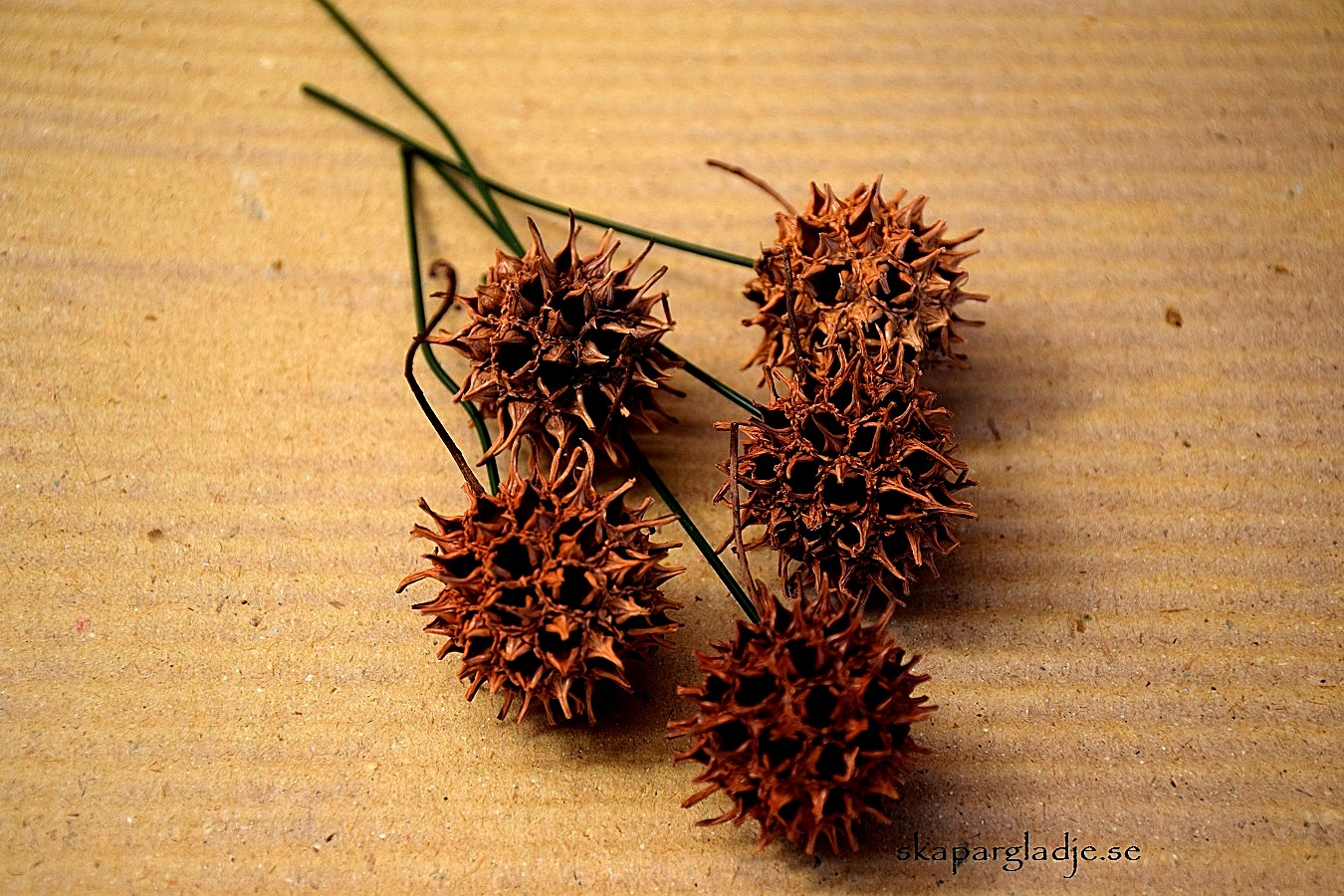 Amberbaum / Liquidambar Natur St/Förp.