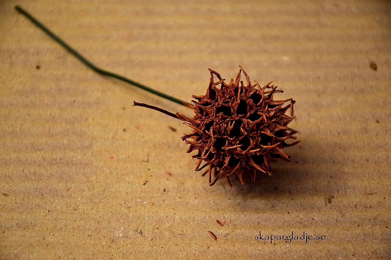 Amberbaum / Liquidambar Natur St/Förp. - 2