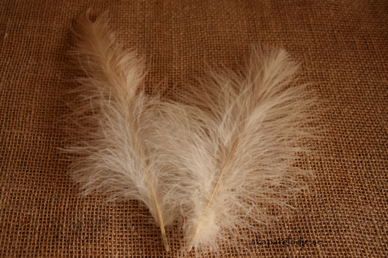 Fjäder Natur Fluffig/Yvig Creme - 3