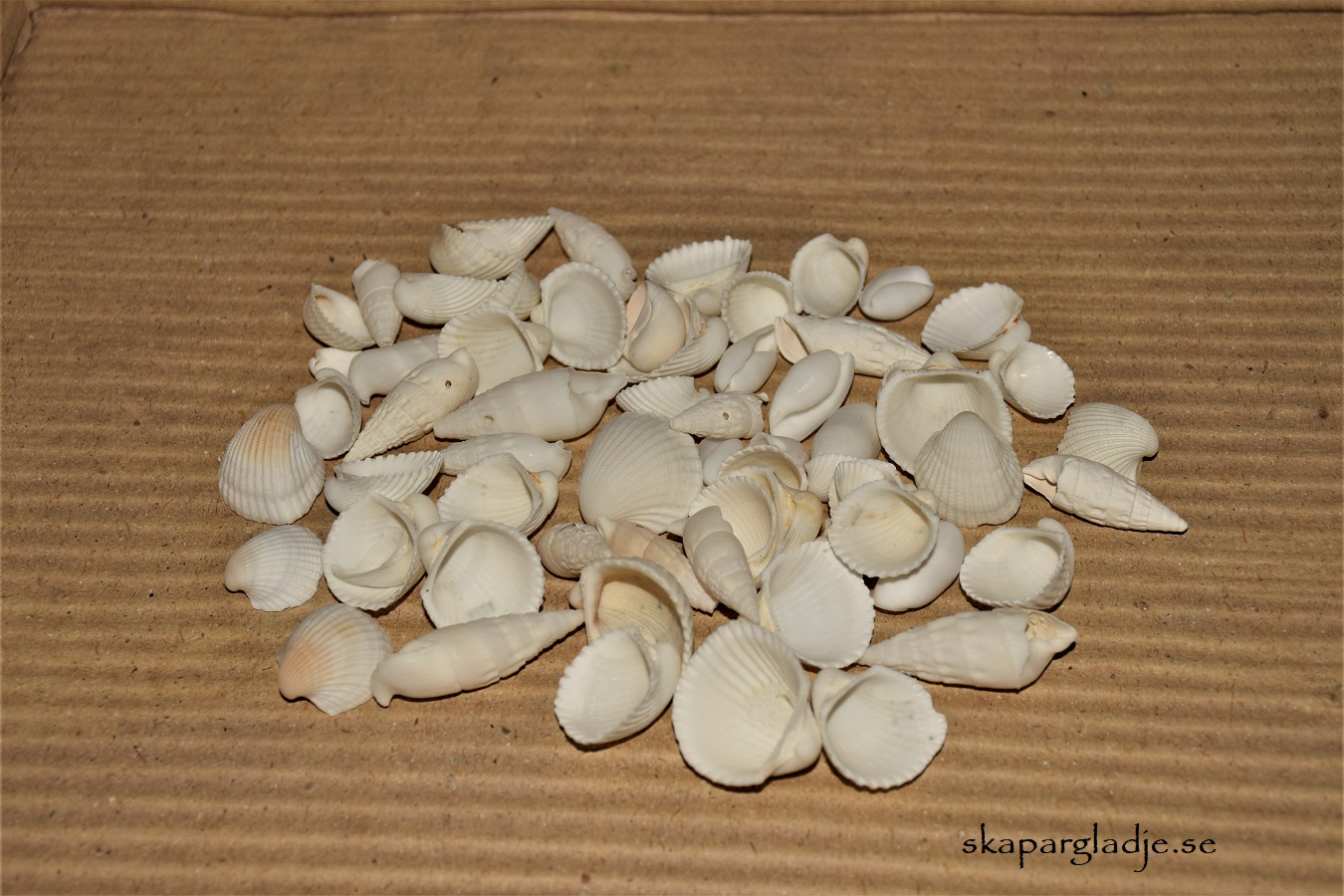 Snäckor Vita Mix 1-5cm Olika Strl/Förp.