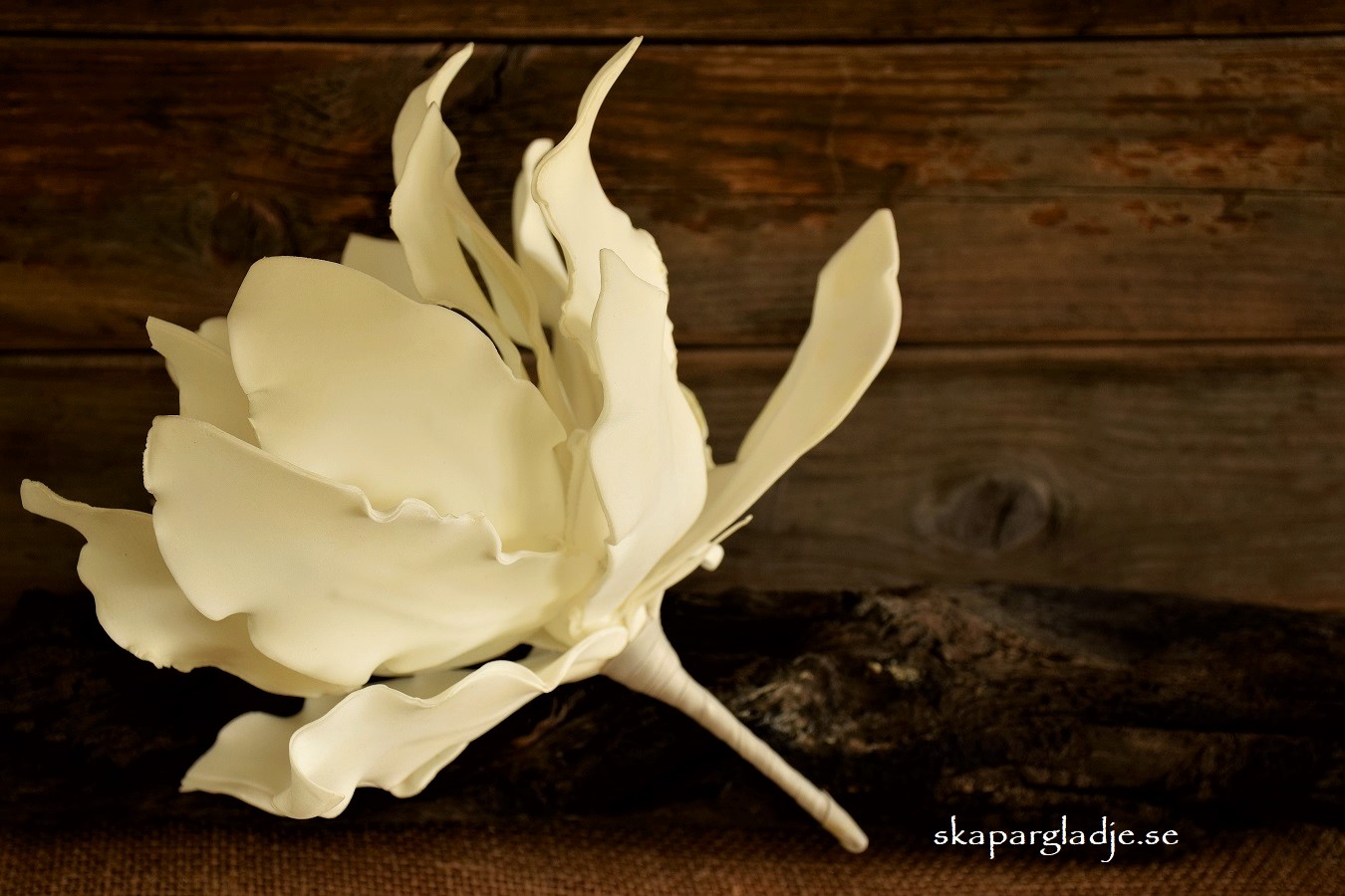 Echeveria Blomma Vit Formbar - 2