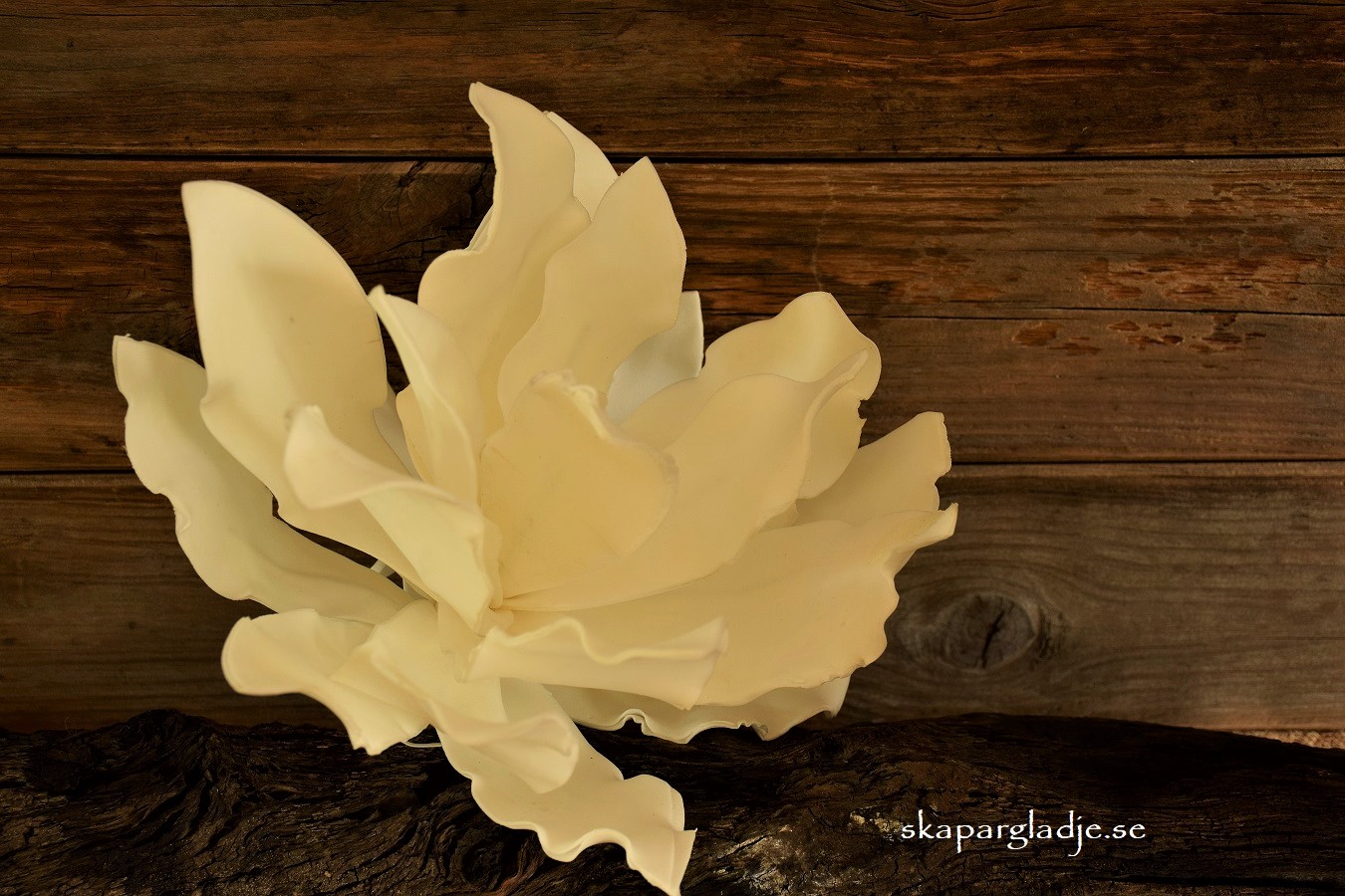 Echeveria Blomma Vit Formbar - 3
