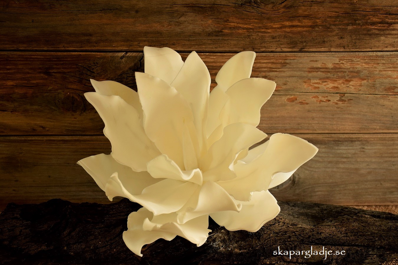 Echeveria Blomma Vit Formbar - 4