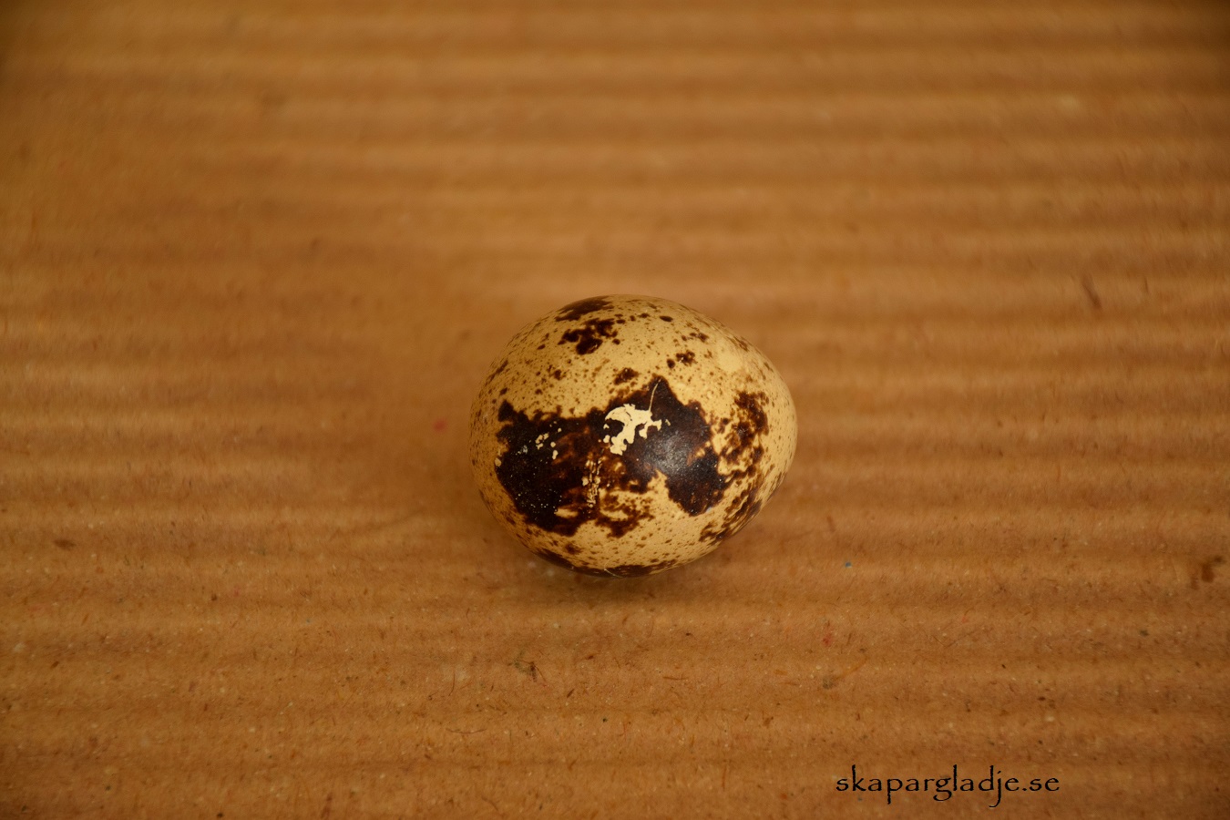 Vaktelägg  Naturfärgade   - 2