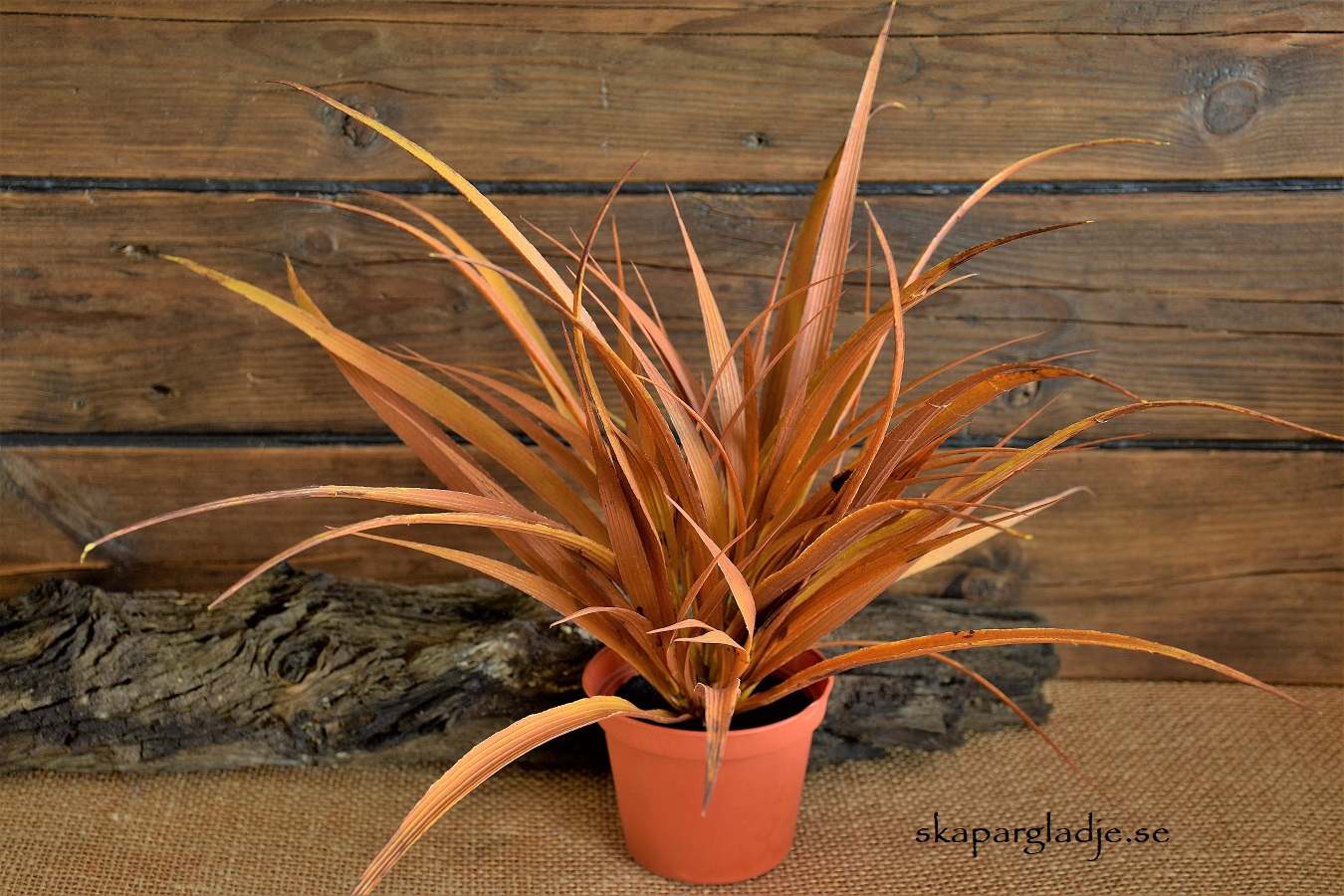 Naturtrogen Dracena Konstväxt  i Bruna Färgtoner