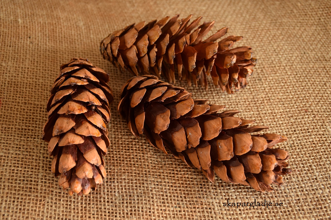 Kotte Pinus Strobus Natur St/Set