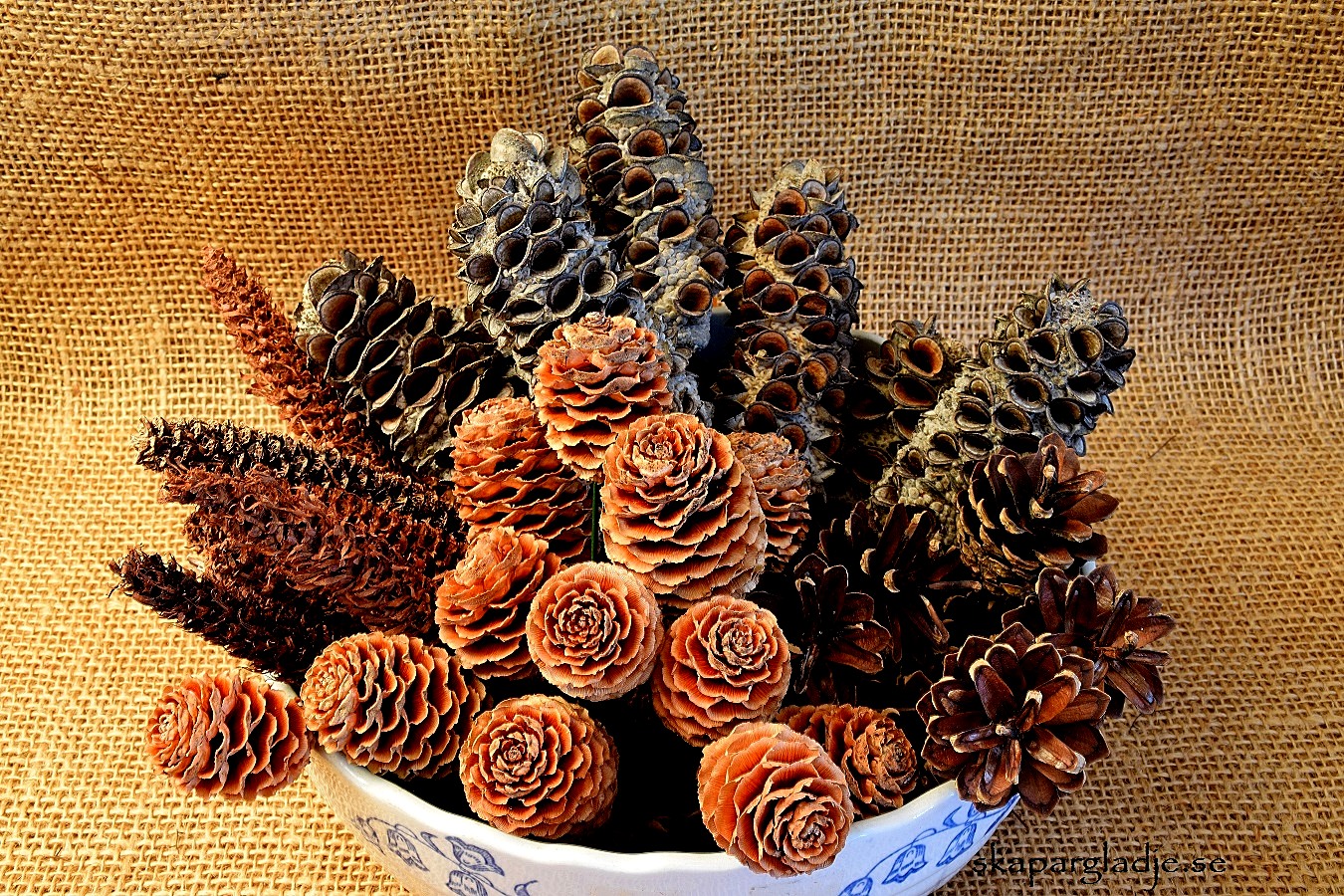 Kottar -  Sabulosum, Mealy Pods, Tall... 