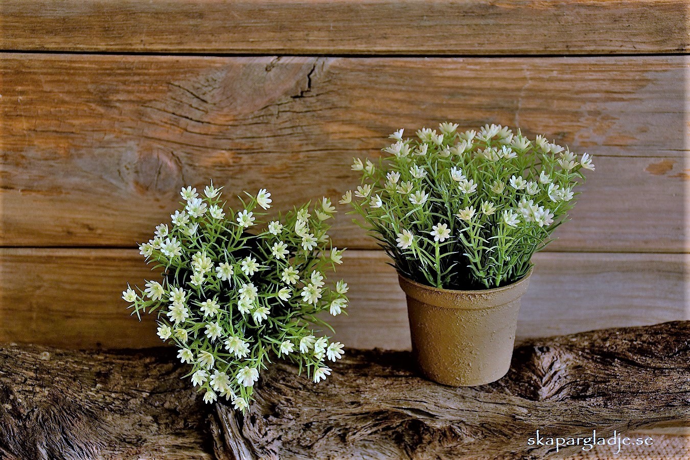 Gypsophila Vit Konstväxt med Kruka