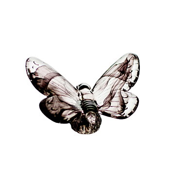 Papilio Black