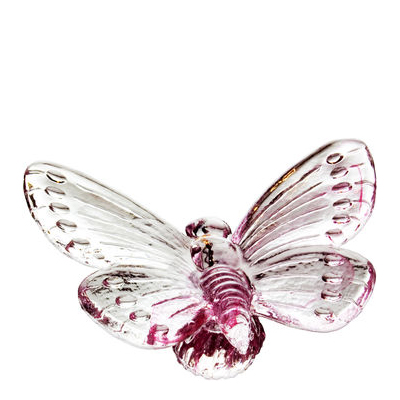 Papilio Rosa
