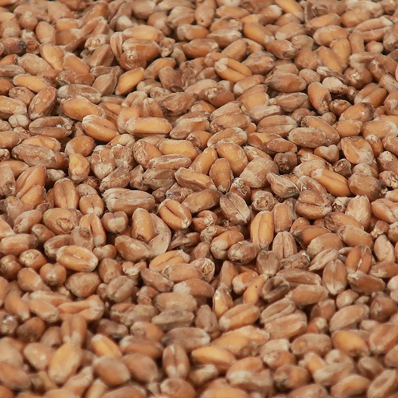 Wheat Blanc Malt - Castle Malting 1 kg