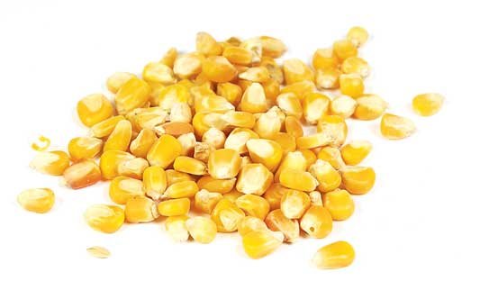 Foder Majs 25 kg
