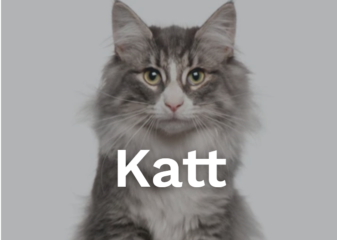 KATTFODER