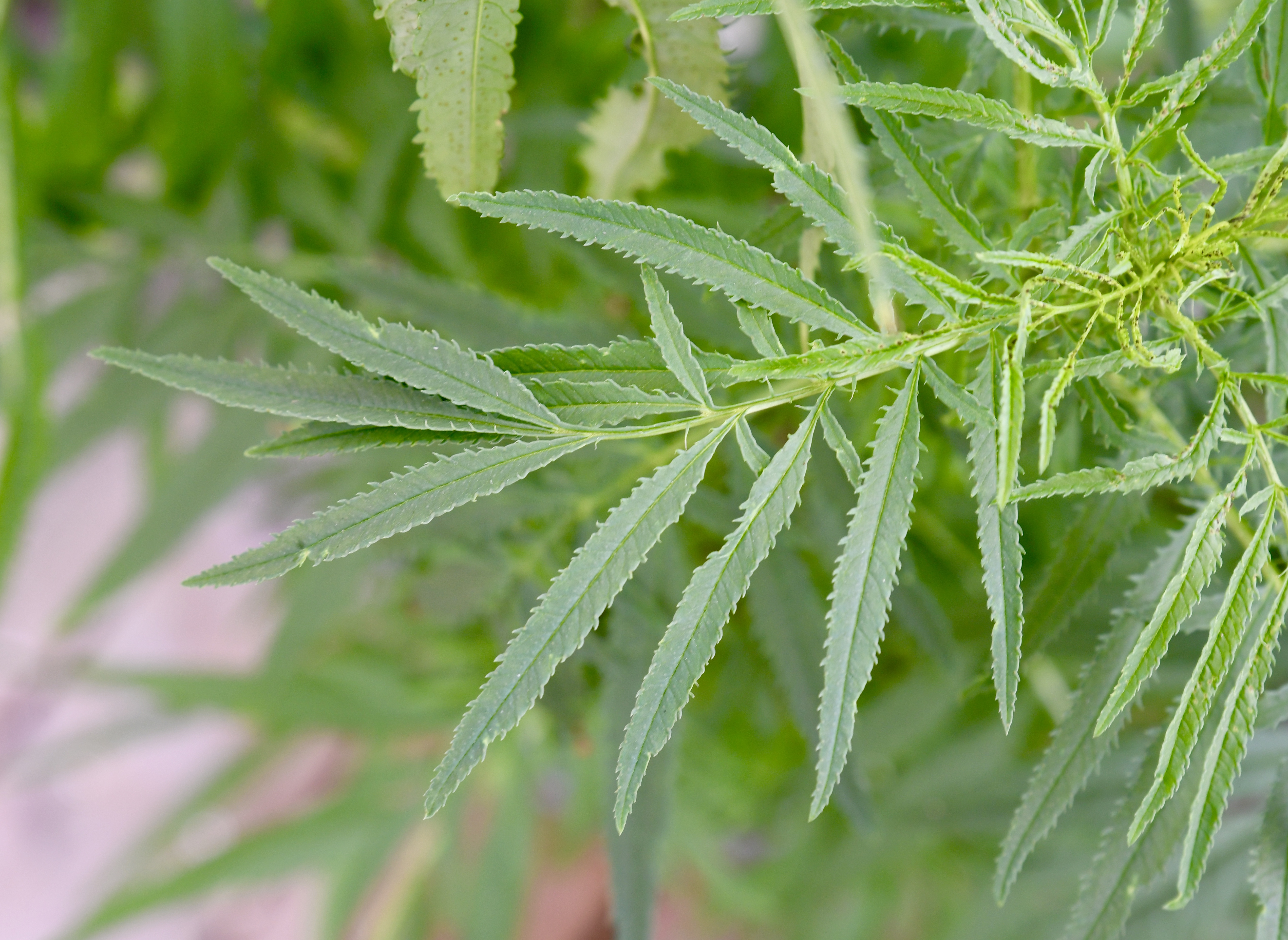 Mexikansk Tagetes - 2