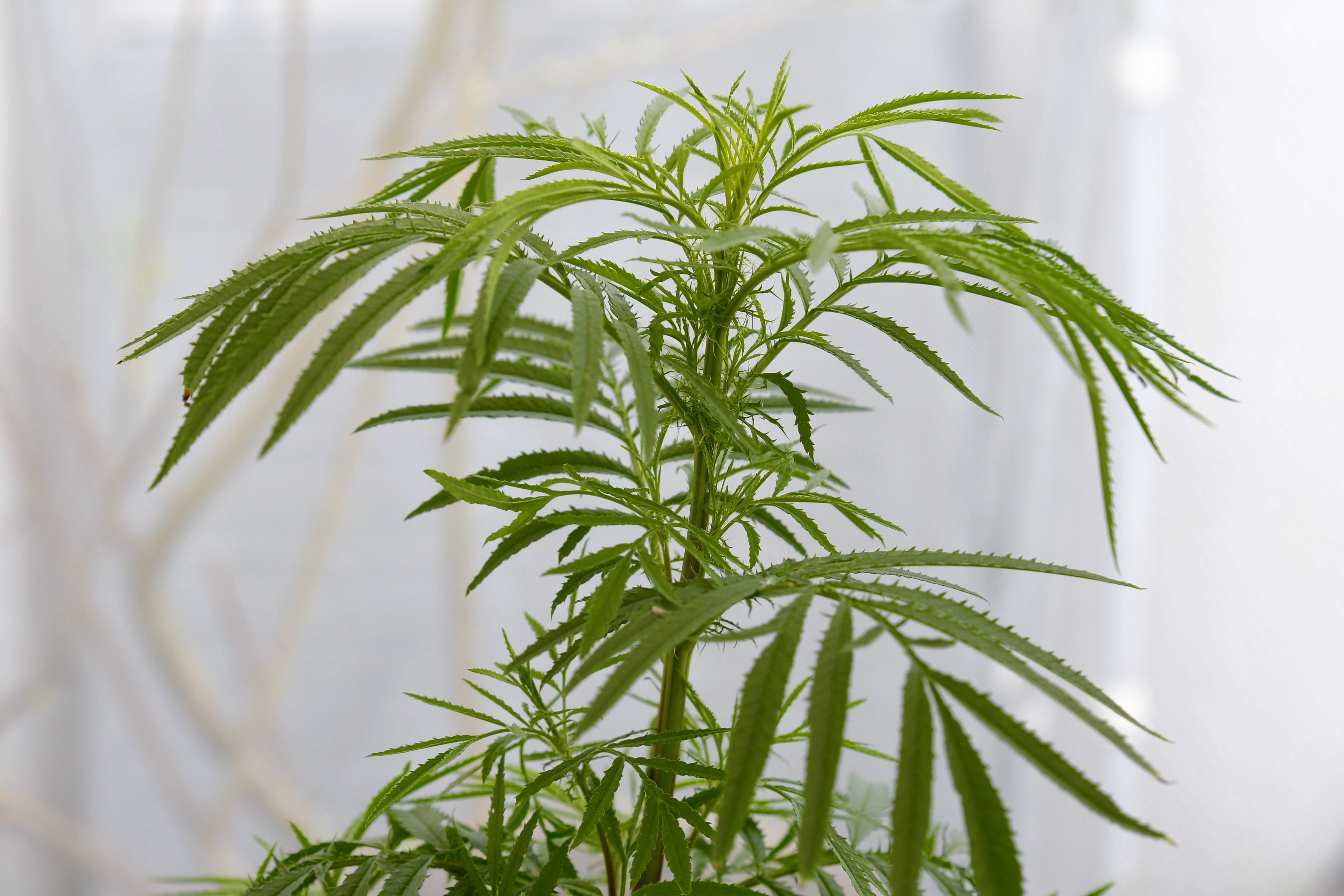 Mexikansk Tagetes