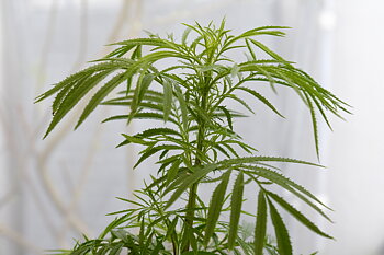 Mexikansk Tagetes