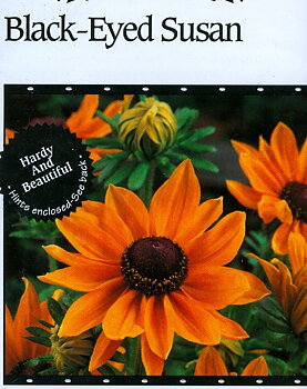 Rudbeckia Black Eyed Susan
