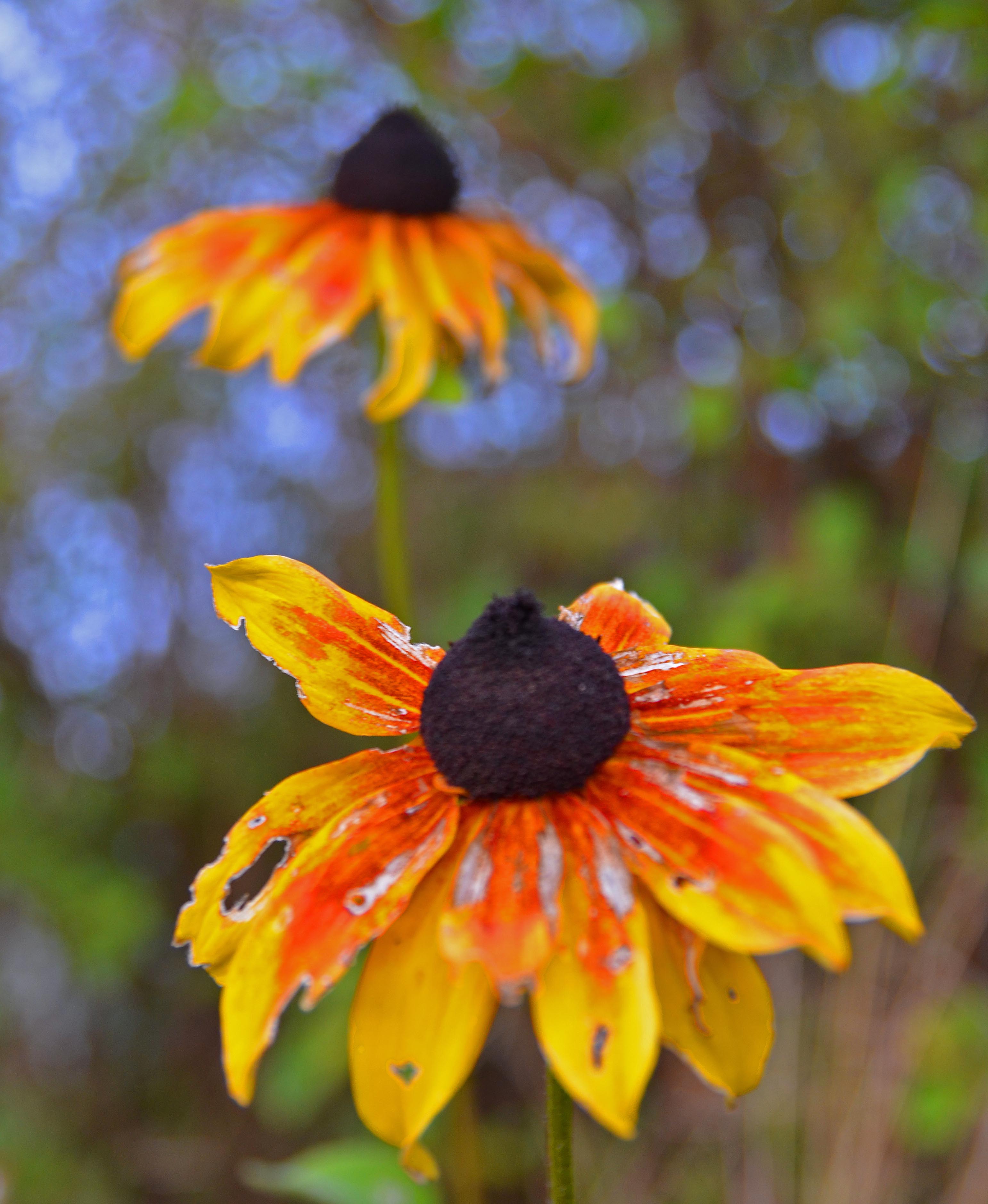 Rudbeckia Black Eyed Susan - 2