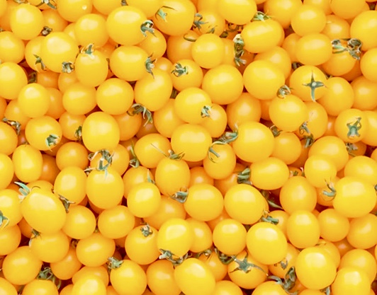 Tomat ‘Yellow Currant’ – små gula smakbomber i överflöd - 2
