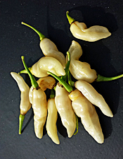 Aribibi Gusano