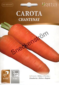 Morot Chantenay