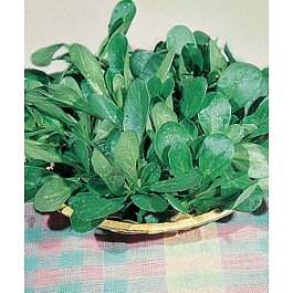 Vintersallad "Verte de Cambrai"