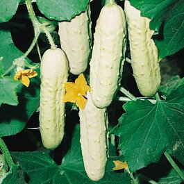 Gurka "White wonder" 