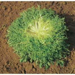 Friséesallad  'Ricciutissima d'Ingegnoli'
