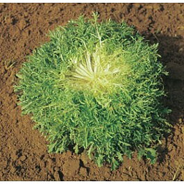 Friséesallad  'Ricciutissima d'Ingegnoli'
