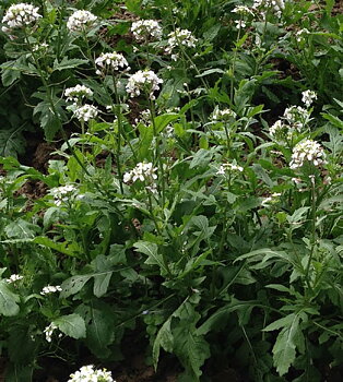 Rucola "Wasabi"