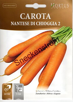 Morot Nantese di Chioggia 2