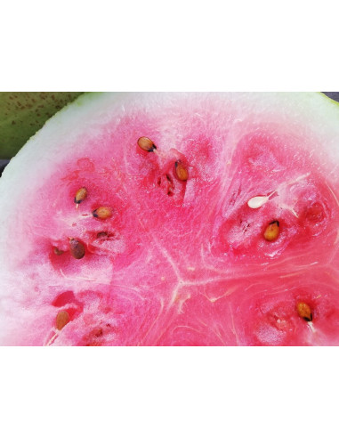 Benaocaz melon, Vit Melon (SÍNDRIA BLANCA DE BENAOCAZ) - 2