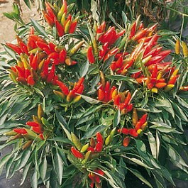 ETNA - en vacker planta med heta frukter