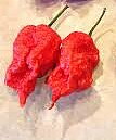 Carolina Reaper, HP22B