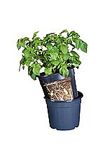 Potatiskruka