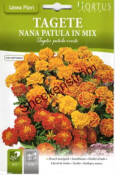 Tagetes  "Nana Patula in Mix"