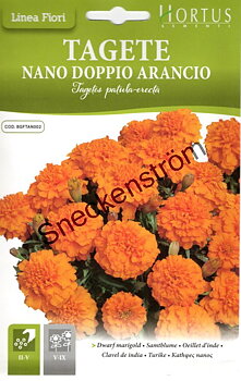 Tagetes  "Nano Doppio Arancio"