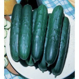 Gurka "Lungo Verde Degli Ortolani"